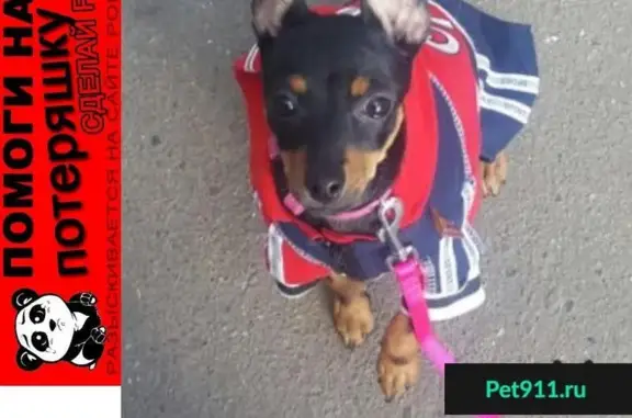 Пропала собака в Новошахтинске: тойтерьер Ева, вознаграждение.