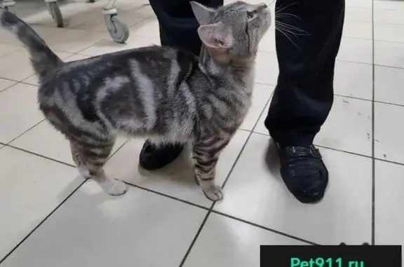 Пропала кошка, найден кот в Москве, Новогиреево