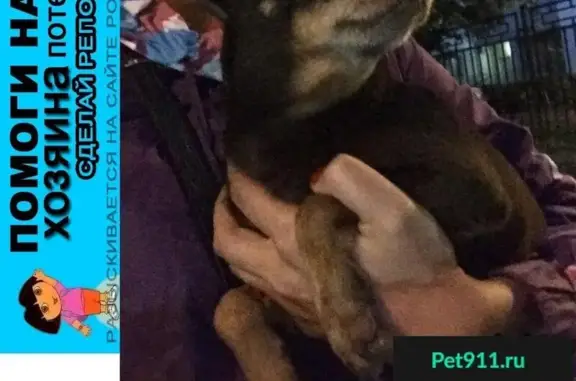Пропала и найдена маленькая собачка в Москве, район метро Владыкино