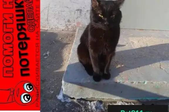 Пропала кошка на ул. Бронная 19, Рязань: помогите найти!