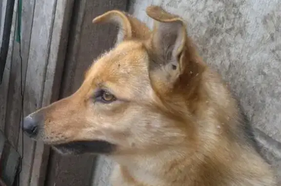 Пропала собака Арина в селе Косулино, Свердловская область