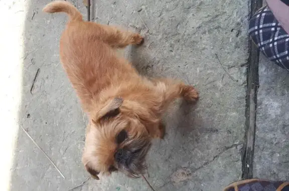 Пропала рыжая собака в Раменском районе, Московская область