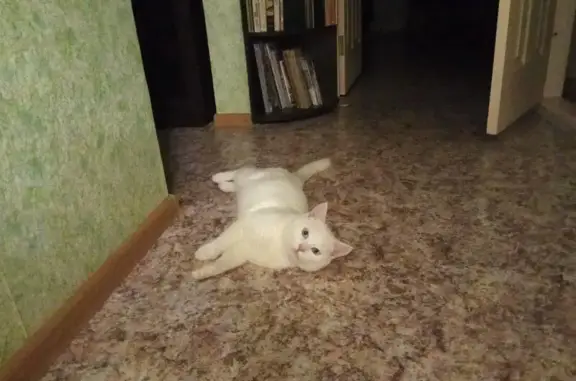 Пропала кошка в Сельцо, Брянская область, проезд Горького, 16
