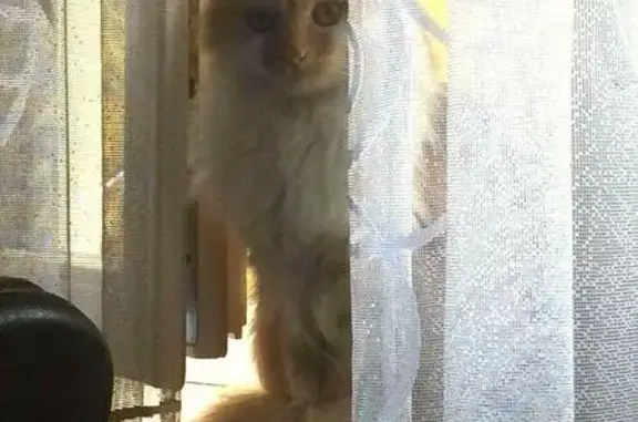 Пропала кошка в Торжоке, рыжего окраса с белой шерстью на животе, срочно звоните!