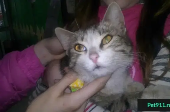 Найдена кошка у ТЦ Остров в Вологде