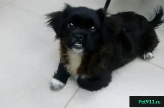 Найден пес возле детской поликлиники в Славянске-на-Кубани
