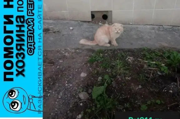 Пропала кошка, найден кот в Уфе