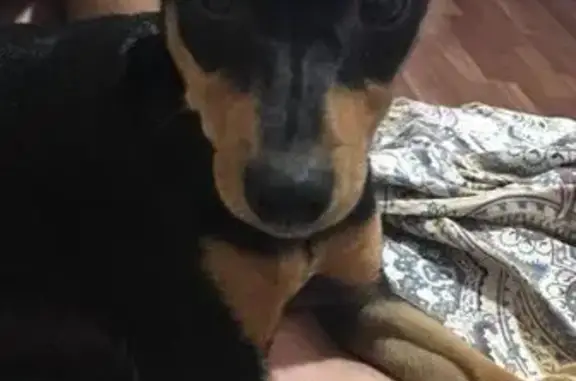 Пропала собака Тоби в Южно-Сахалинске!