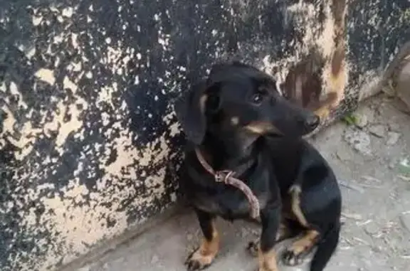 Найдена собака на улице Байкальской в Иркутске