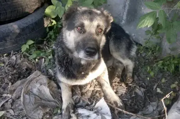 Собака без ошейника на улице Комбайностроителей, Ростов-на-Дону