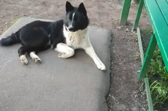 Найдена собака возле школ на Клинской улице, Москва