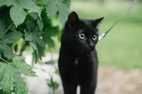 Кошки потеряшки, деревня Кузьмолово, фото: Потеряшка кошка АИКО в деревне Кузьмолово, Ленинградская область