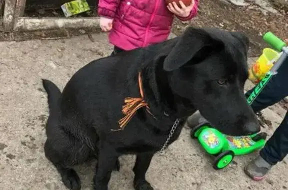 Пропала собака в Сыктывкаре, девочка 1 год