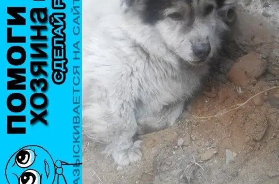 Пропала и найдена собака в Читинском районе, ищем хозяев.