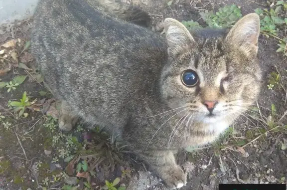 Найден котик в Омске без глаза!