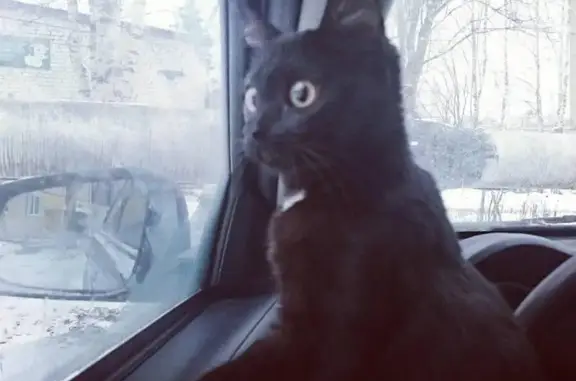 Пропала кошка по адресу Советская 12, Петрозаводск.