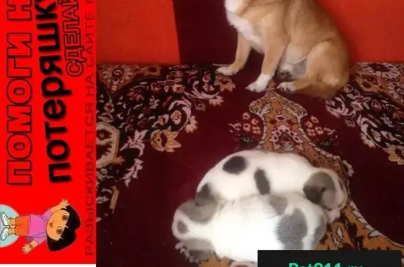 Собаки потеряшки, Исаклы, фото: Потеряшка кобель чихуа в Исаклинском районе, вознаграждение.