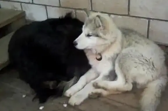 Пропали 2 собаки в Казани, Авиастроительный р-н
