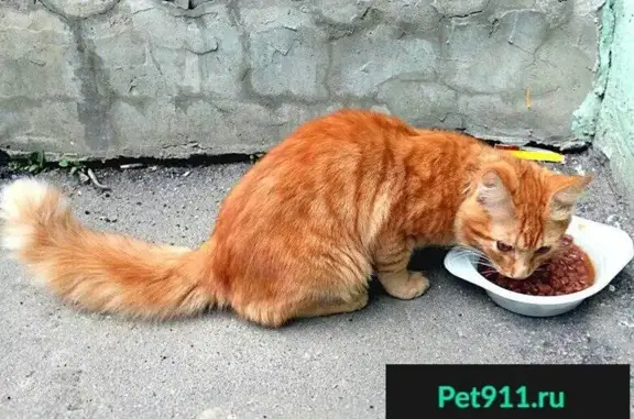 Спасите рыжего кота в Домодедово!