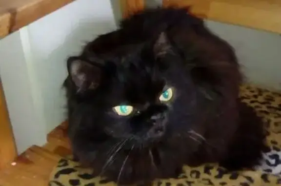 Пропала черная кошка в Никулино, Истринский район.