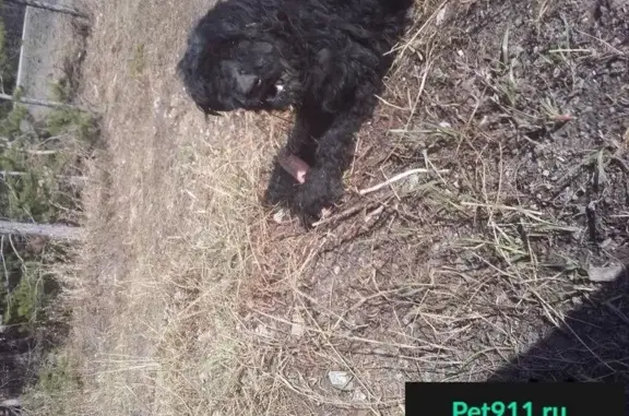 Пропала большая черная собака в Гурьевске, Белово