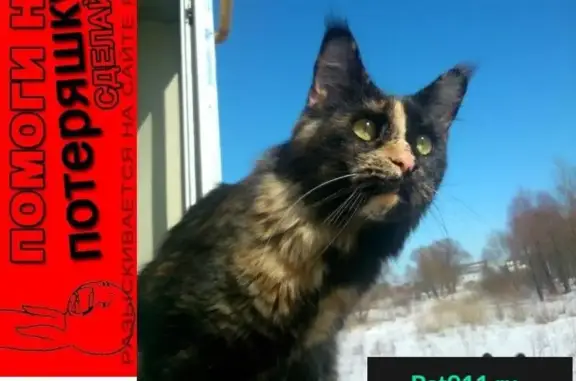 Потерянные животные Ивняки, фото: Пропала кошка в п. Ивняки, ул. Новоселов, дома 1-5.