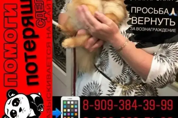 Пропала собака в Волгограде, район Ангарского