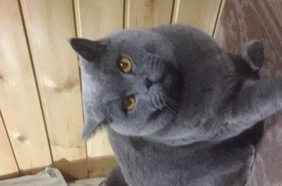 Кошки потеряшки, Многодетная семья, фото: Потеряшка кошка в кооперативе 