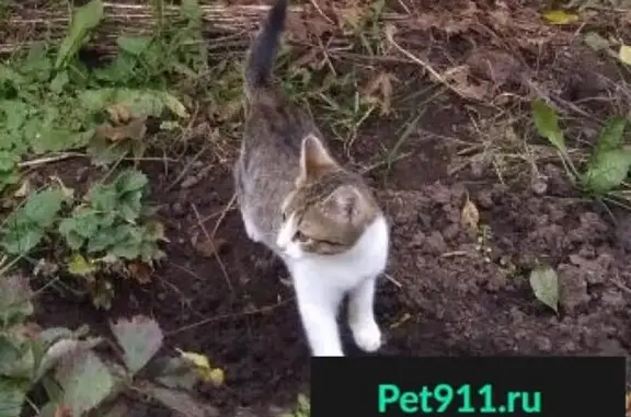 Пропала кошка Кузьма в поселке Салмачи, ул. 2-я Центральная