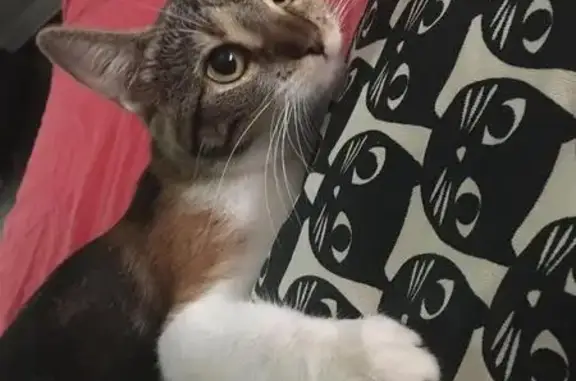 Кошки потеряшки, Сертолово, фото: Потеряшка котенок на ул. Молодежной 4, вознаграждение 500₽