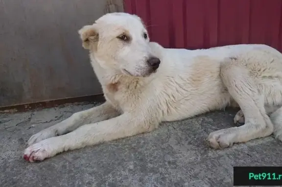 Собака найдена в поселке Веселое, Краснодарский край