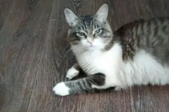 Найдена кошка в Казани на Заслонова