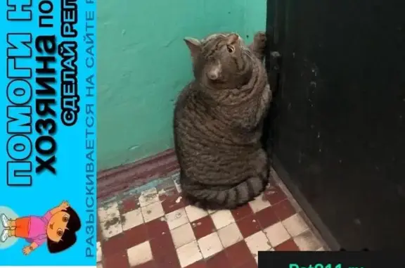 Пропала кошка в Химках на ул. Пролетарской