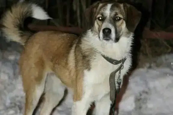 Пропала собака Голди в Березниках