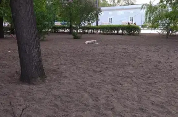 Найдена собака на Солнечногорском проезде, Москва