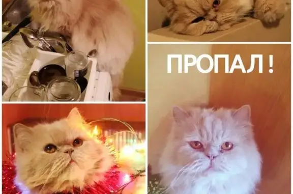 Пропала персидская кошка в СПб, Калининский р-н, ул. Ольги Форш д. 13 кв. 156.