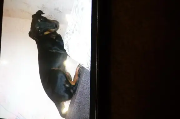 Пропала собака на Школьной ул., 26 в Н. Новгороде