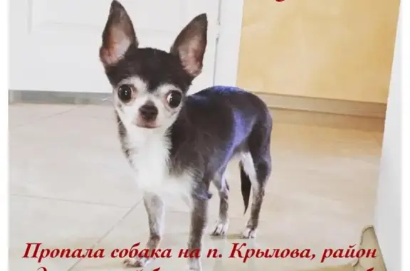 Пропала собака в посёлке Крылова, Магнитогорск