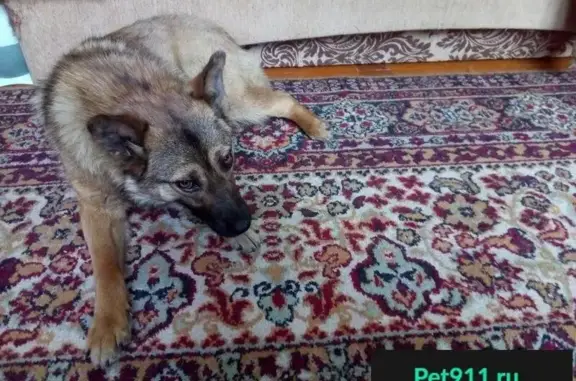 Пропала собака в Шелехове без хвоста