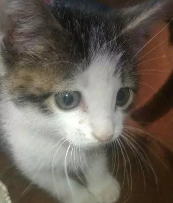 Найдена красивая кошка в Чите