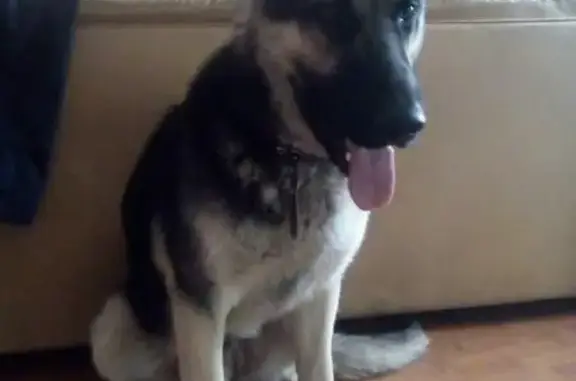 Найдена собака на Барьерной улице в Новосибирске
