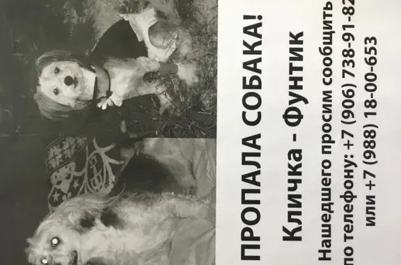 Пропала пугливая собака в Дмитровском районе