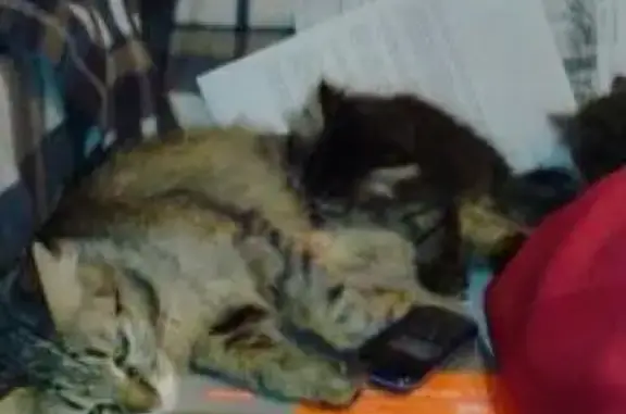 Пропала кошка на Ленинском проспекте 135к1