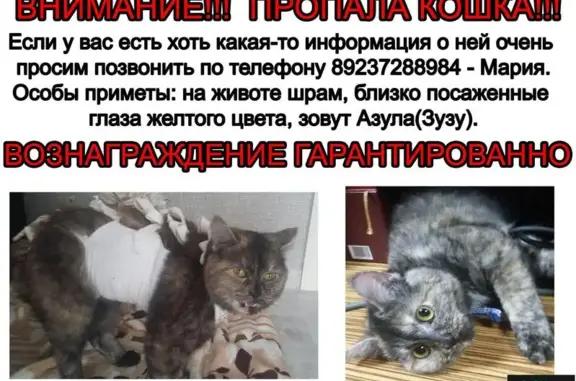 Пропала кошка, район Юрина-Малахова, Барнаул.