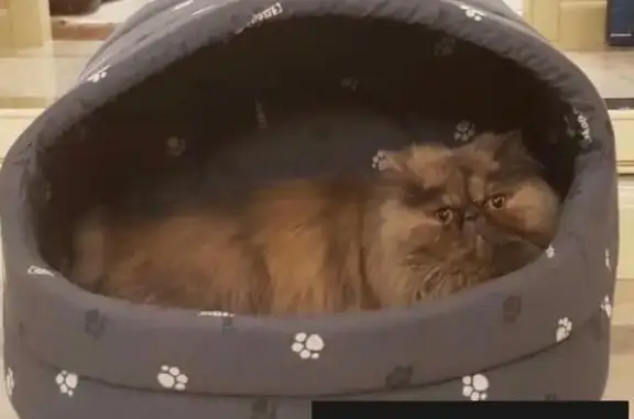 Пропала пушистая кошка в Красных Прудах, Домодедово