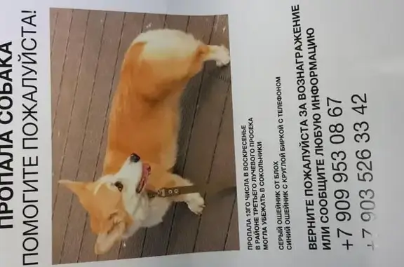 Пропала собака Корги в Сокольниках, помогите найти!