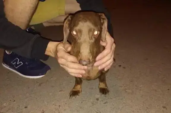 Найдена собака в Торжоке, около больницы