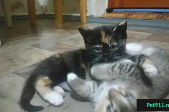 Найдены котята в Ростове, ищут дом