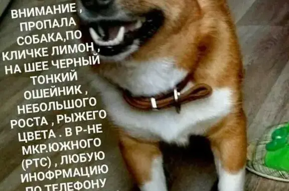Пропала собака Лимон в РТС, Смоленск