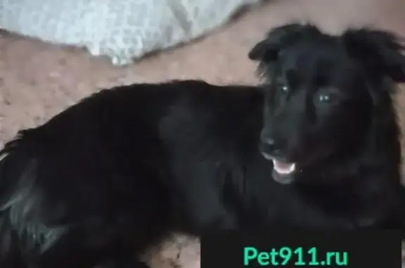 Найдена ухоженная собака в Магнитогорске